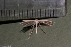 Pterophorus innotatalis