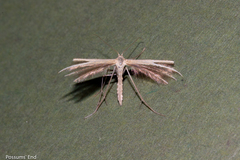 Pterophorus innotatalis