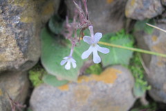 Streptocarpus pentherianus