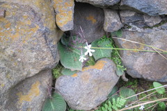 Streptocarpus pentherianus