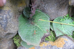 Streptocarpus pentherianus