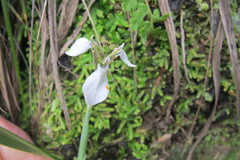 Moraea brevistyla