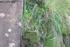 Moraea brevistyla