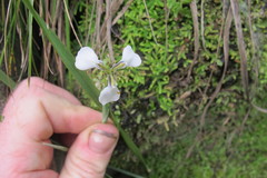 Moraea brevistyla
