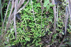 Selaginella mittenii