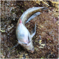 Hypsoblennius