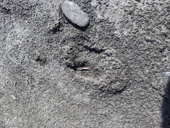 Cervus nippon taiouanus