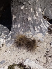 Rytidosperma buchananii