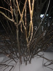 Salix alaxensis