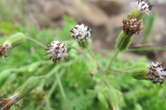 Senecio subrubriflorus