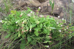 Senecio subrubriflorus