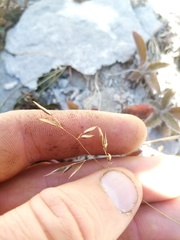 Rytidosperma buchananii