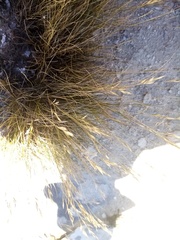 Rytidosperma buchananii