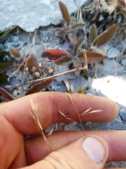 Rytidosperma buchananii