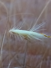 Rytidosperma buchananii