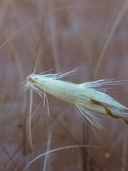Rytidosperma buchananii