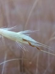 Rytidosperma buchananii