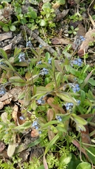 Magnoliopsida