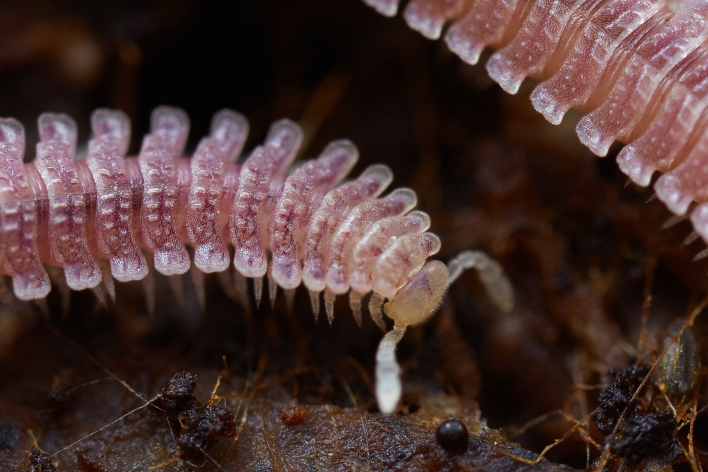 Pink Feather Boa Millipede
