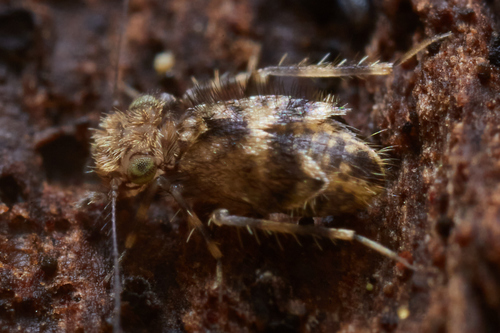 Bark lice photo 4