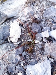 Epilobium gracilipes