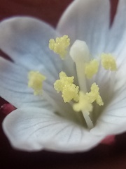 Epilobium gracilipes