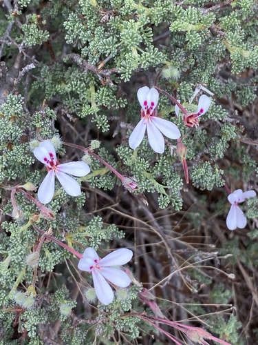 Southernwood-leaved pel (Pelargonium abrotanifolium)