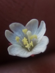 Epilobium gracilipes