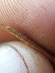 Epilobium gracilipes