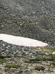 Chlamydomonas nivalis