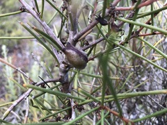 Hakea vittata