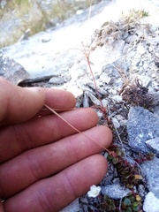 Epilobium gracilipes