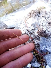 Epilobium gracilipes