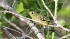 Vireo pallens