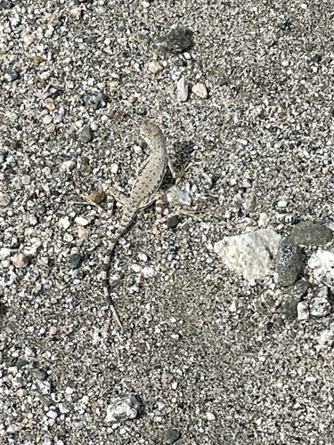iNaturalist observation photo of Zebra-tailed Lizard