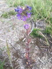 Phacelia franklinii