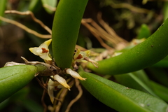 Bulbophyllum shepherdii