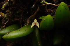 Bulbophyllum shepherdii