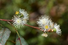 Eucalyptus fulgens