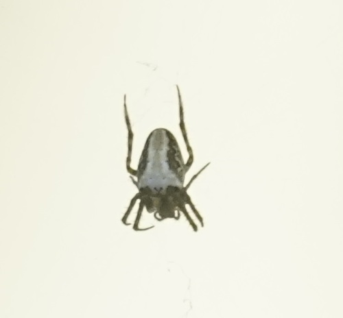 Eastern Bush Orbweaver photo 3