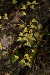 Bulbophyllum exiguum