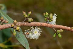 Eucalyptus fulgens
