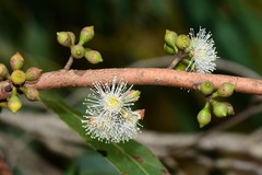 Eucalyptus fulgens
