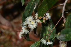 Eucalyptus fulgens