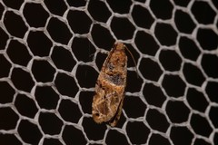 Lobesia transtrifera