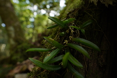 Bulbophyllum shepherdii