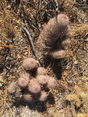 Mammillaria dioica