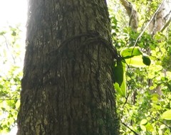 Rhinerrhiza divitiflora