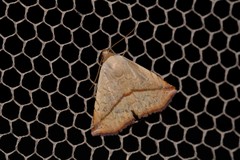 Eublemma perversicolor