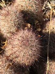 Mammillaria dioica